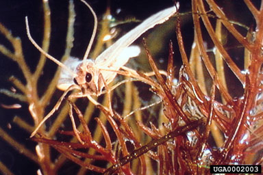 Image of Acentria ephemerella